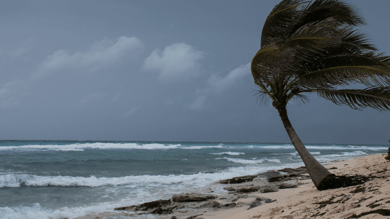 Waves crash on a sandy beach with a bent palm tree under a gray sky